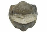 Wide, Enrolled Austerops Trilobite - Morocco #224111-3